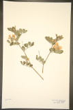 Coronilla valentina subsp. glauca RCPGdnHerbarium (169).JPG
